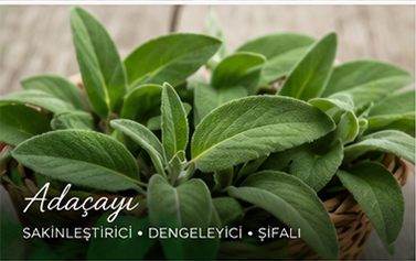 Adaçayı
